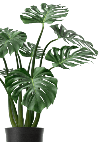 Potted plant decor – Revive Artistry Website decoration